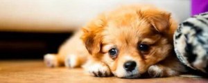 小狗胰腺炎有什么症状