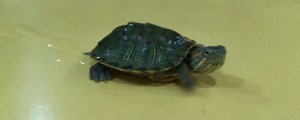 乌龟不喂食能活多久