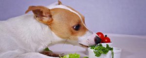 小狗可以吃猕猴桃吗