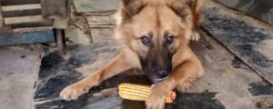 狗狗能吃玉米棒吗