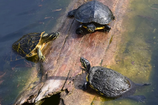 乌龟身上有白毛怎么去除