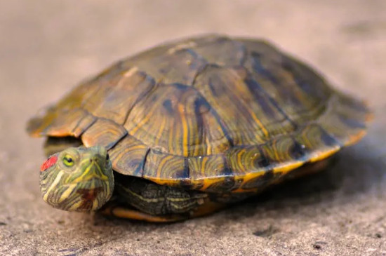 乌龟身上有白毛怎么去除