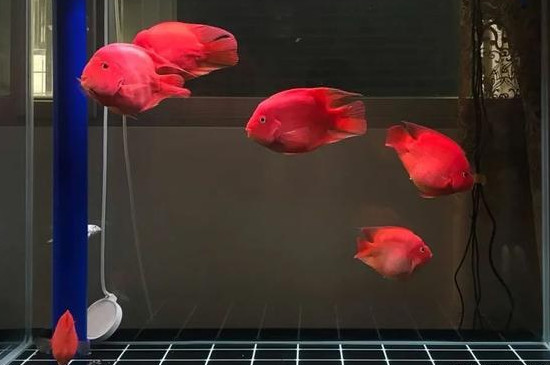 鹦鹉鱼适合多少度水温