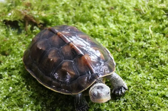 花龟的寿命