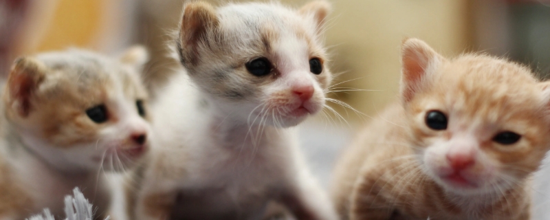 猫菊酯中毒后能自愈吗