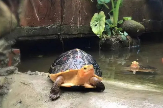 乌龟能吃鱼食吗