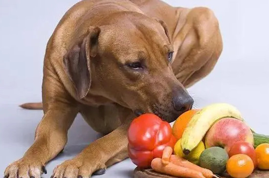 狗可以吃草莓吗