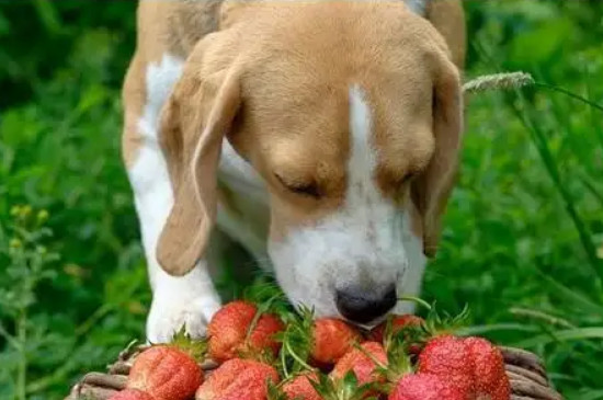 狗可以吃草莓吗