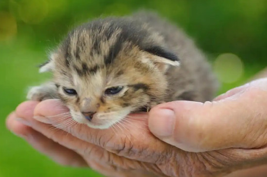 猫咪奶藓怎么消除