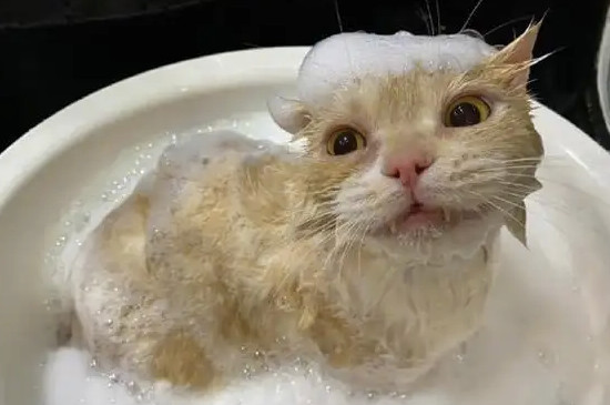 猫藓可以洗澡吗