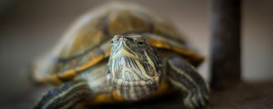 乌龟吃虾吗