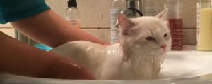 猫生完孩子多久可以洗澡
