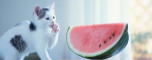 猫能吃西瓜吗