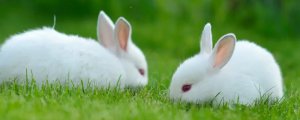 兔子繁殖期是多少天