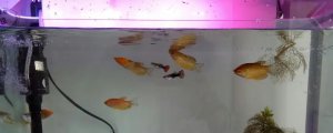没有氧气泵怎样给鱼供氧