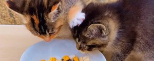 过期猫粮能吃吗