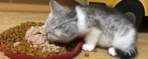 猫咪可以吃巴沙鱼吗
