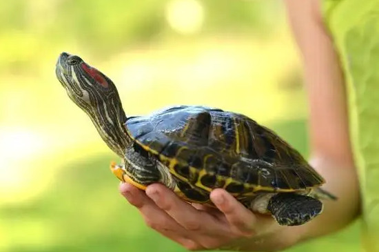 小巴西龟怎么分公母