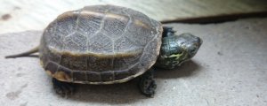 乌龟可以活多少年