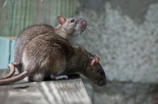 老鼠和花枝鼠的区别