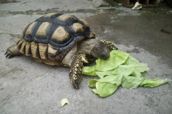 乌龟最爱吃的10种食物