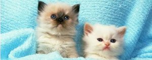 把猫关在一个房间可以吗