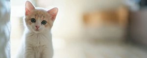 猫咪一直盯着你看是什么意思