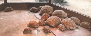 苏卡达陆龟会冬眠吗
