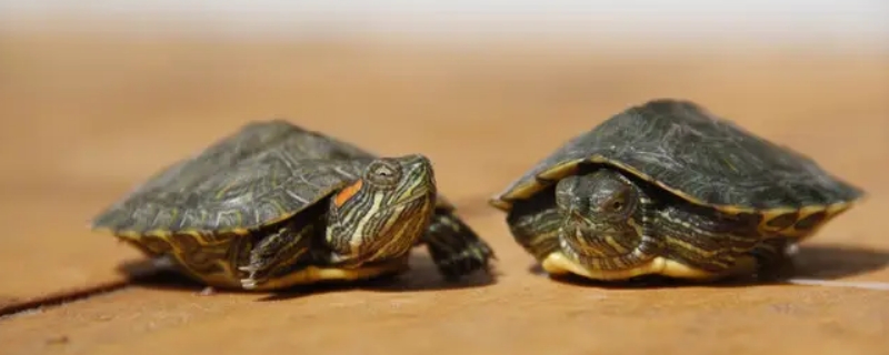 乌龟天冷了是不是不吃食