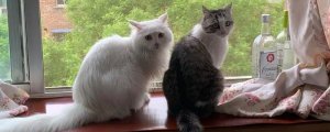 猫咪听得懂人话吗