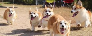 狗喜欢咬东西怎么办