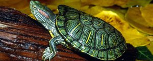 黄缘龟冬眠多久拿出来看一次