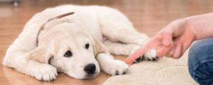狗狗定点大小便的方法