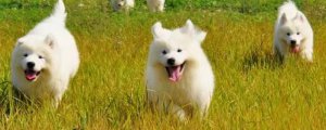 如何分辨幼崽是不是大型犬