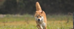 中华田园犬和柴犬区别
