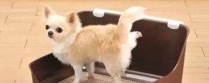 怎么教狗狗上厕所