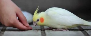 玄凤鹦鹉打喷嚏是怎么回事