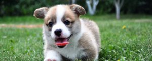 狗狗可以吃脆柿子吗