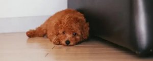 泰迪可以吃柚子肉吗