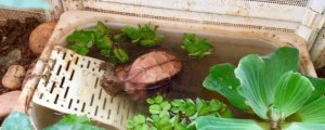 泡沫箱可以养乌龟吗