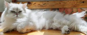 长毛猫拉屎总粘毛怎么办