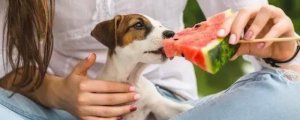 狗可以吃西瓜吗