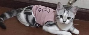 家里冷用不用给猫穿衣服