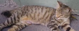 猫咪难产怎么帮着助产