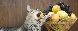 猫可以吃石榴吗