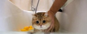 猫咪洗澡应激反应症状