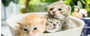 刚出生小猫身上有跳蚤怎么办