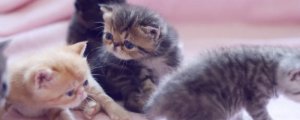小猫半夜一直叫怎么办