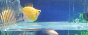 冬天适合养的冷水鱼