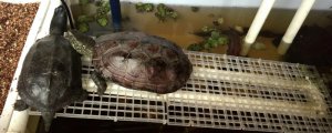 乌龟冬眠的时候需要水吗?